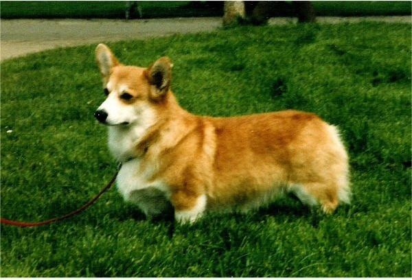 CH. Tweedbanks Portland bill