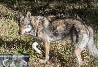 Étalon Chien-loup tchecoslovaque - CH. Josthkan De La Clairiere Des Amaroks