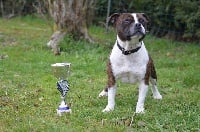 Étalon Staffordshire Bull Terrier - Loxley's joep of Skystaff Starbuck