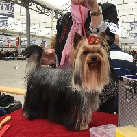 Étalon Yorkshire Terrier - Titan bohemia platina
