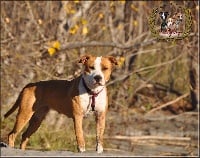 Étalon American Staffordshire Terrier - TR. CH. My first generation Dole Of Kaya