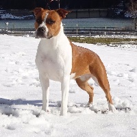 Étalon American Staffordshire Terrier - CH. Vinitouta Miss loca