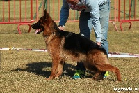 Étalon Berger Allemand - Liza Vom haus thalie