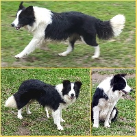 Étalon Border Collie - Barcelona show assorty'k