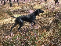 Étalon Braque allemand à poil court - TR. CH. Mamba Du val de peyras