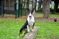 Étalon Bull Terrier - Malicia (Sans Affixe)