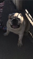Étalon Bulldog Anglais - best bulldogirona Sharan