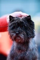 Étalon Cairn Terrier - Ho my god du harpouy d' auzan