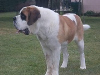 Étalon Chien du Saint-Bernard - Ki Braz J ai un reve