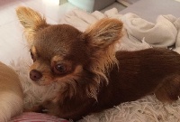 Étalon Chihuahua - Milady Des Minis Pepites