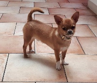 Étalon Chihuahua - Marcelino Des lianes de mysore