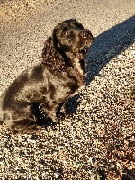 Étalon Cocker Spaniel Anglais - CH. Moss du lac du l'ouyssou