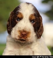 Étalon Cocker Spaniel Anglais - Nespresso what else? du Domaine de Kérarzic Vilin