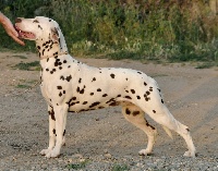 Étalon Dalmatien - les chiens de florence Indiana