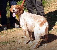 Étalon Epagneul Breton - TR. Fanny La Follie De La Chasse
