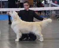 Étalon Golden Retriever - Jéroboam millésimé de Bihan ki breizh