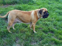 Étalon Mastiff - Muman Of Ynys Prydein