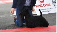 Étalon Scottish Terrier - CH. Licence iv du Moulin de Mac Grégor