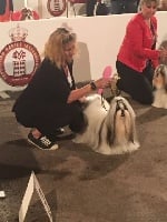 Étalon Shih Tzu - CH. Jeyson Kagyu-ling