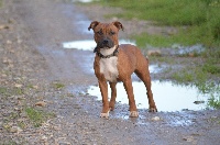 Étalon Staffordshire Bull Terrier - Staffordland Moesha m'auera