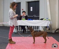 Étalon chien de Rouge de Baviere - Molly de la coulee des trappeurs