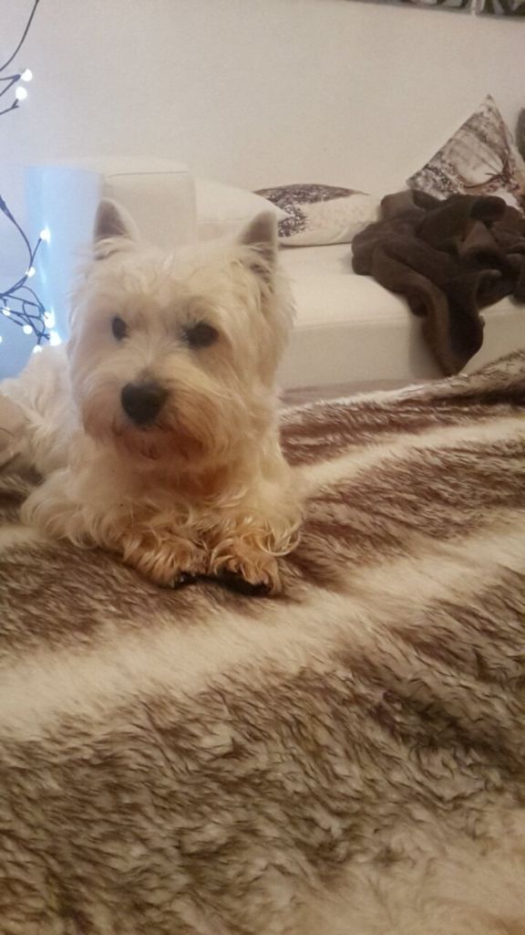 Publication : (Sans Affixe)