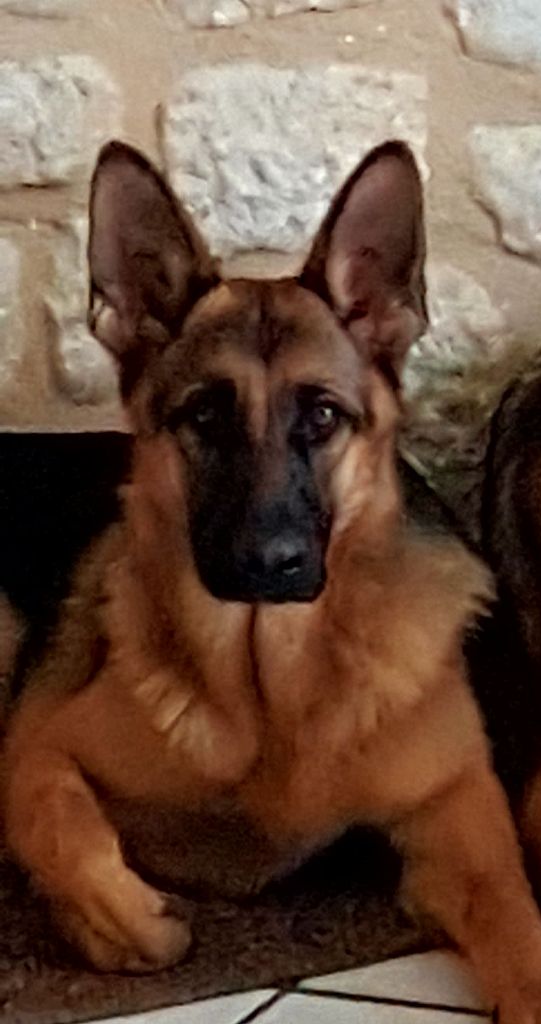 Publication : Du Pays De Belmont Auteur : moi