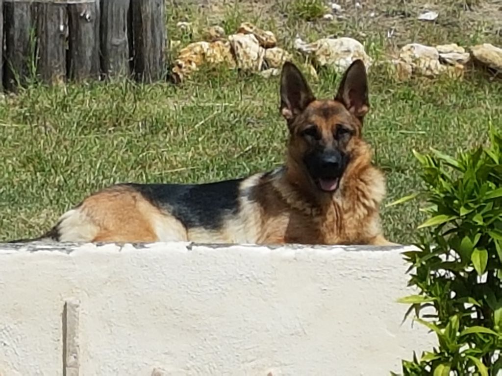 Publication : Du Pays De Belmont Auteur : moi