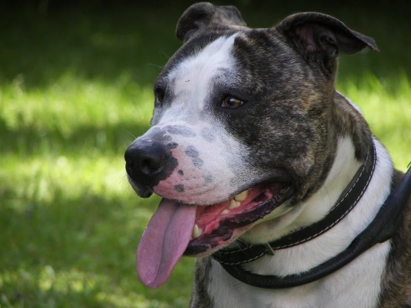 -despero- x pertise darth vader