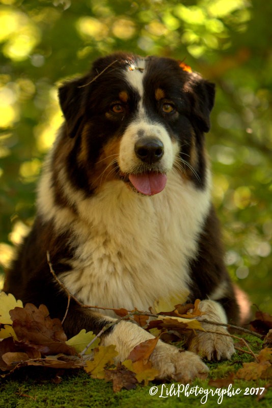 Publication : de l'Aussie Du Bois Joly Auteur : LiliPhotographie