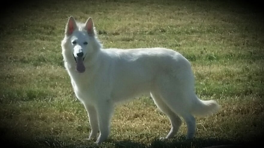 Mitsy De La Vallée Du Rêve Blanc