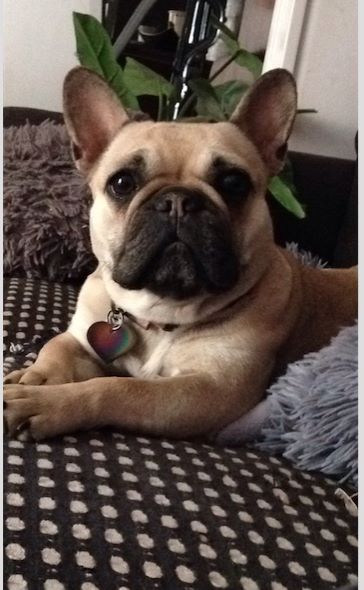 Publication : de Roz Ar Gall