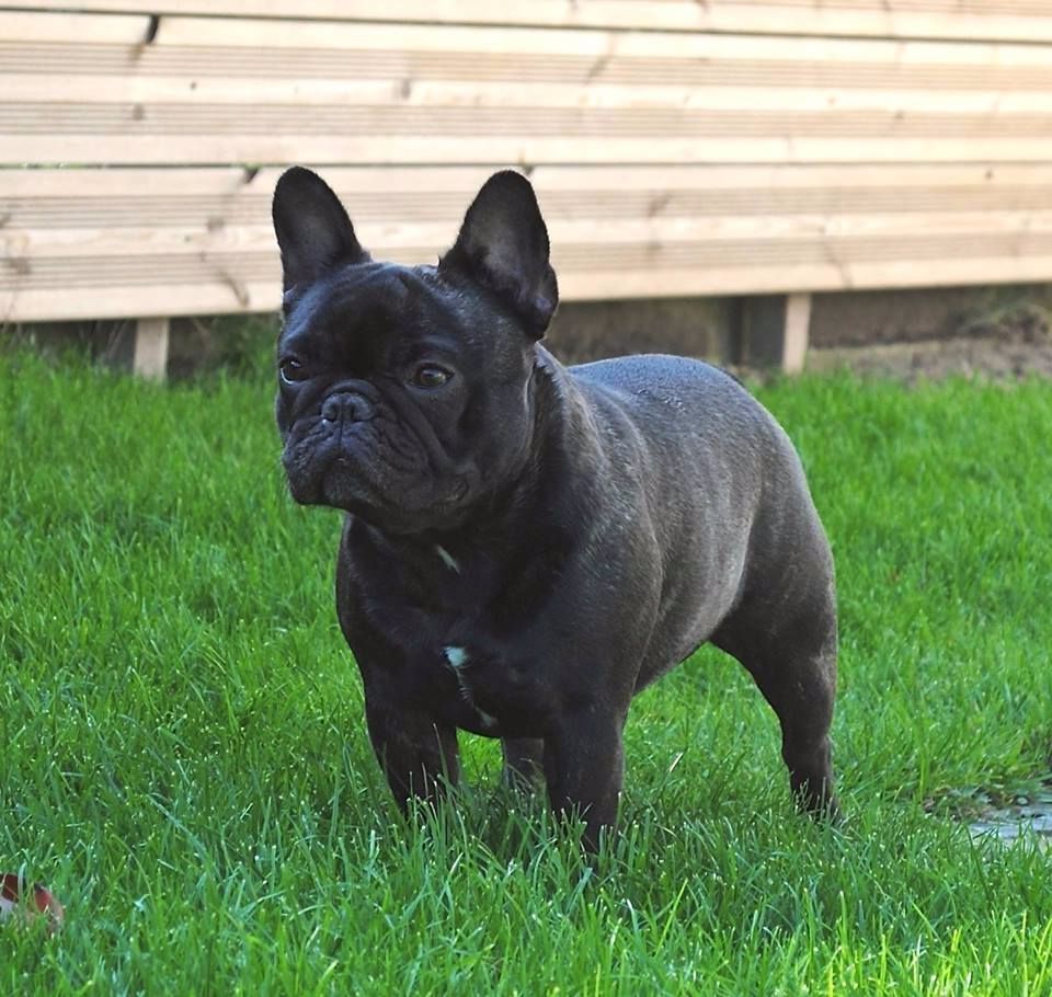 Joliet De la Parenthèse Enchantée