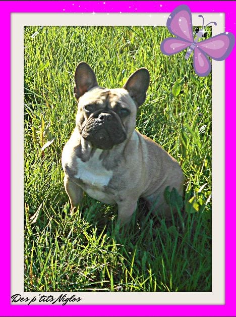 Publication : Des P'tits Niglos Auteur : Des p'tits niglos