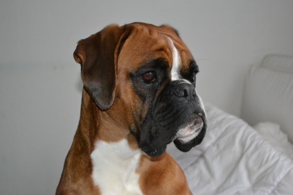 Publication : Du Chemin D'Idolyne Auteur : Philippe DUMONT