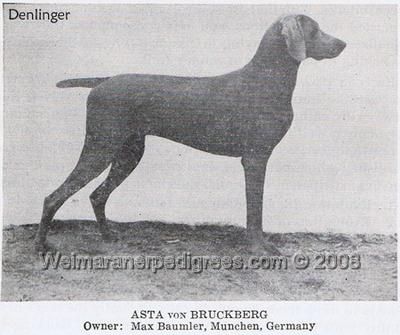 TR. CH. Asta von bruckberg