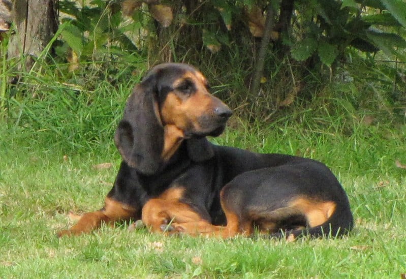 Publication : du Val de Geoffroy Tete Noire Auteur : DUVAL