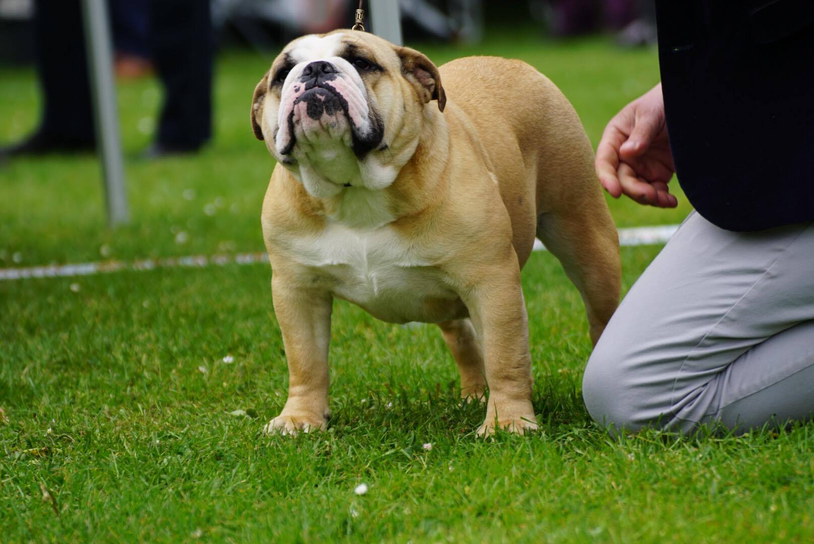Morgan de toi des bulls des hautes falaises