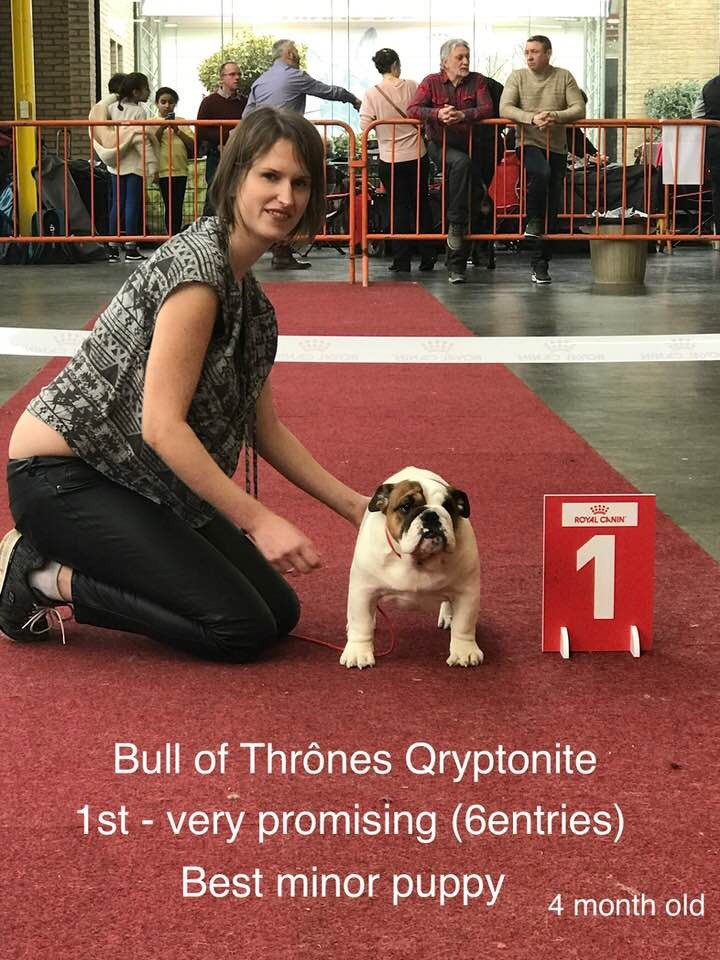 Bull Of Thrônes Qryptonite