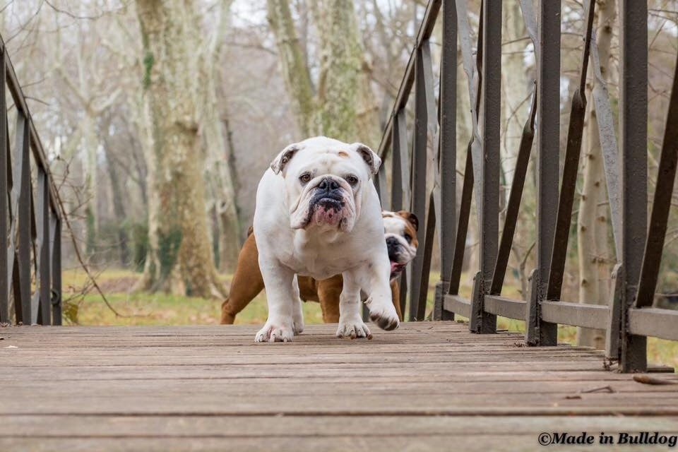 Publication : Made In Bulldog Auteur : Damien Scotto