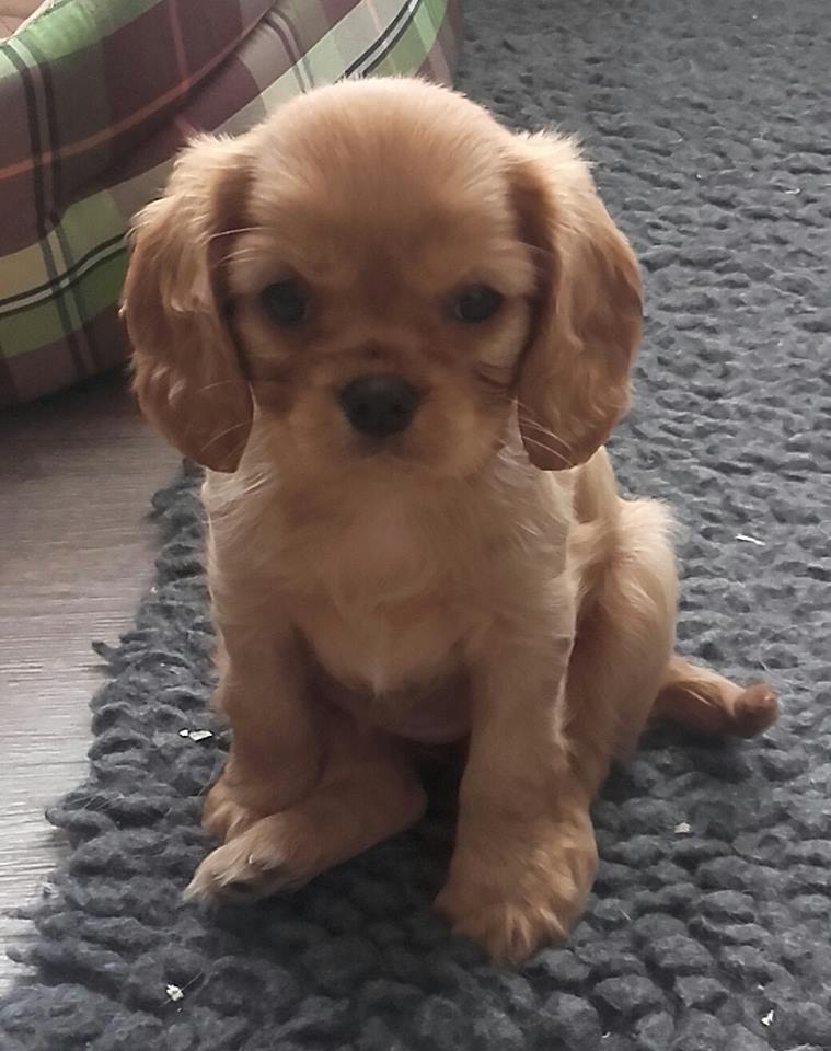 Publication : de Tahuva 