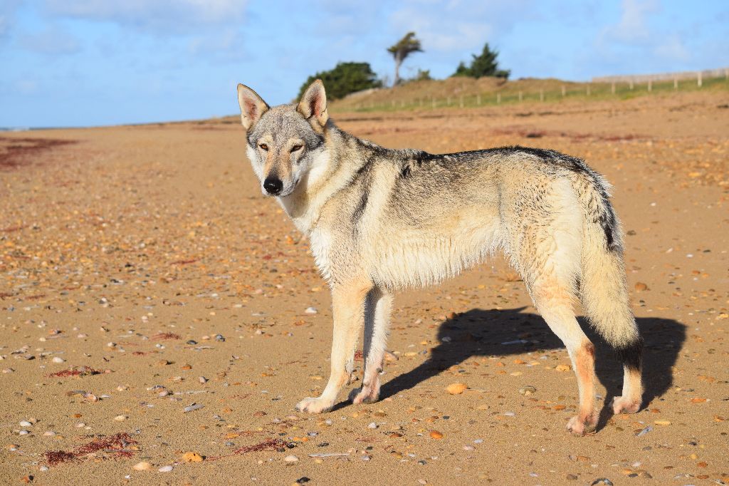 Publication : des loups d'Akairo Auteur : Sylvana Bethus