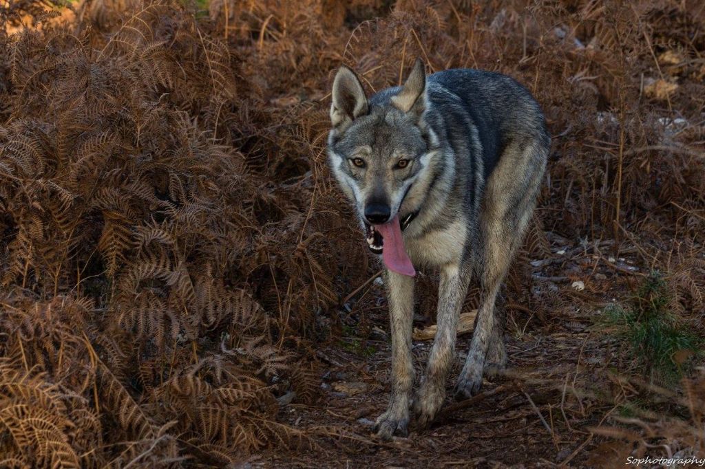 Publication : (Sans Affixe) Auteur : Sophotography