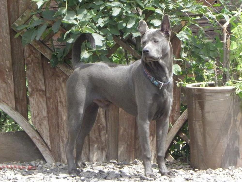 Pangsam blue volarius