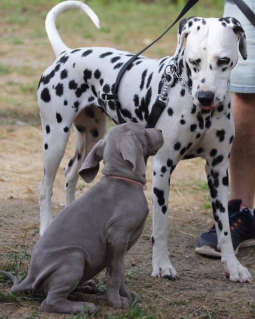 les chiens de florence Inès