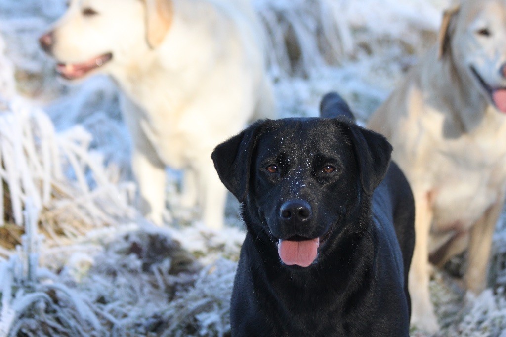 Miss maisy of angel's head