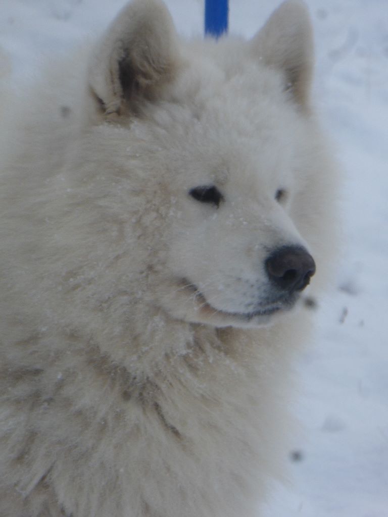 Lune mythique aïko De Natacha Koungasalakh