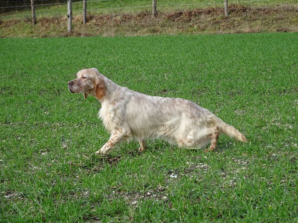 Norra de L'Echo de la Forêt