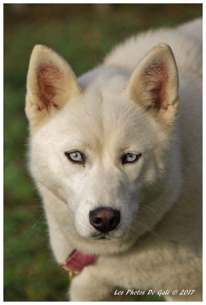 Publication : Liubov's