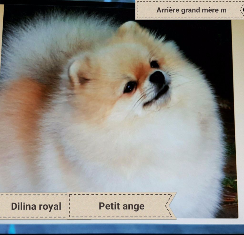 dilina royal Petit ange
